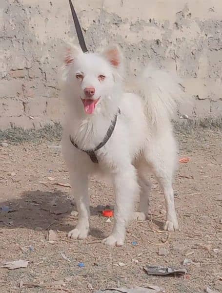 pure Russian male 8 month family dog active and healthy 0