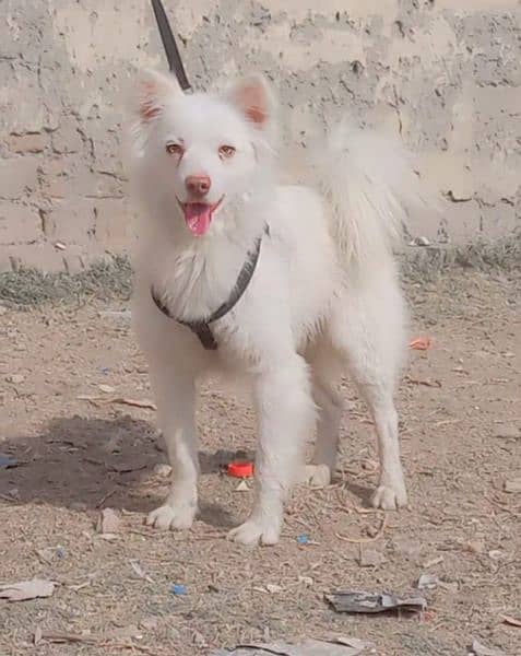 pure Russian male 8 month family dog active and healthy 1