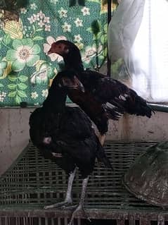 Aseel Hens/ Thai cross pathi/ Bermi male patha