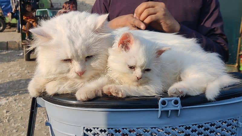 Persian cat / cat baby /  kitten for sale 1