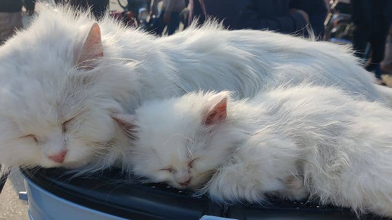 Persian cat / cat baby /  kitten for sale 2