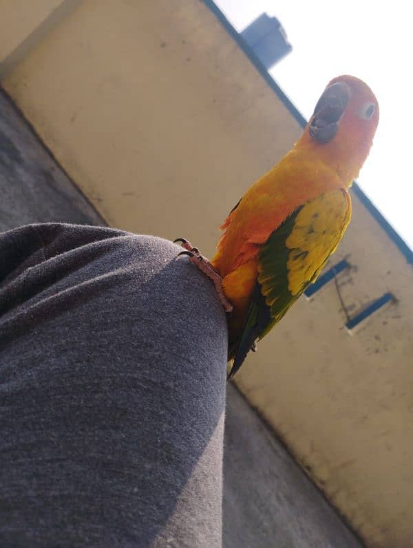 Sun conure super tamed red factor 6