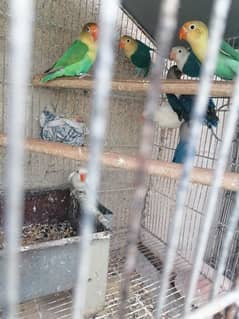 love birds, silver, white Java available