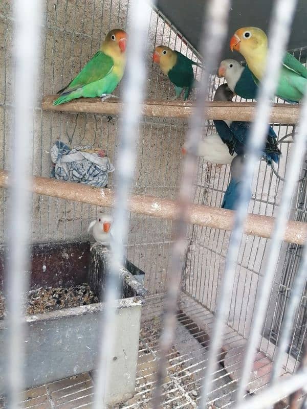 love birds, silver, white Java available 0