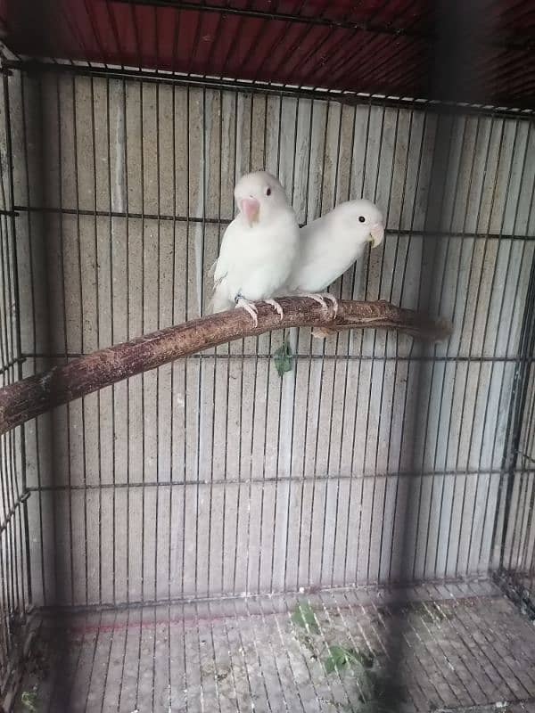 love birds, silver, white Java available 2