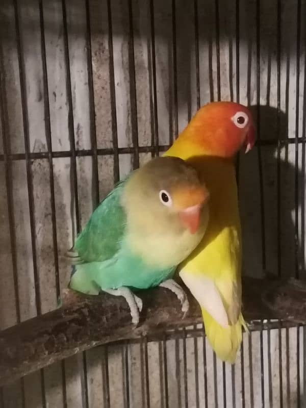 love birds, silver, white Java available 12