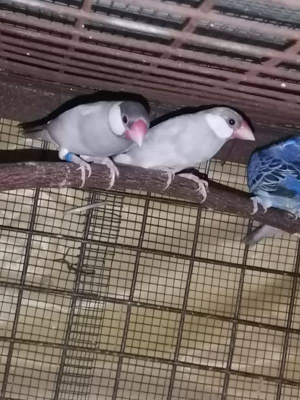 love birds, silver, white Java available 13