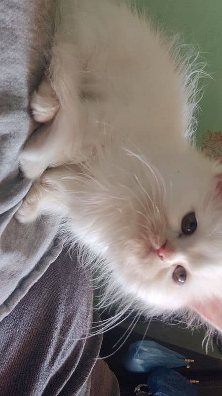 Persian cat / cat baby /  kitten for sale 5