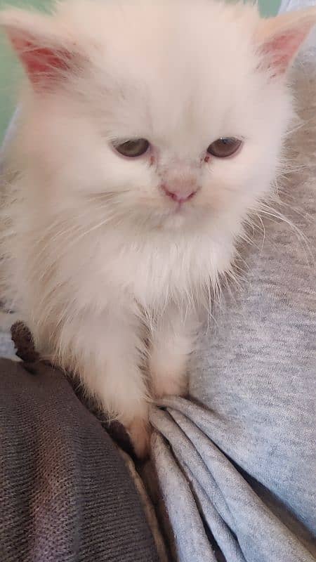 Persian cat / cat baby /  kitten for sale 6