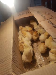 lohman brown chicks available