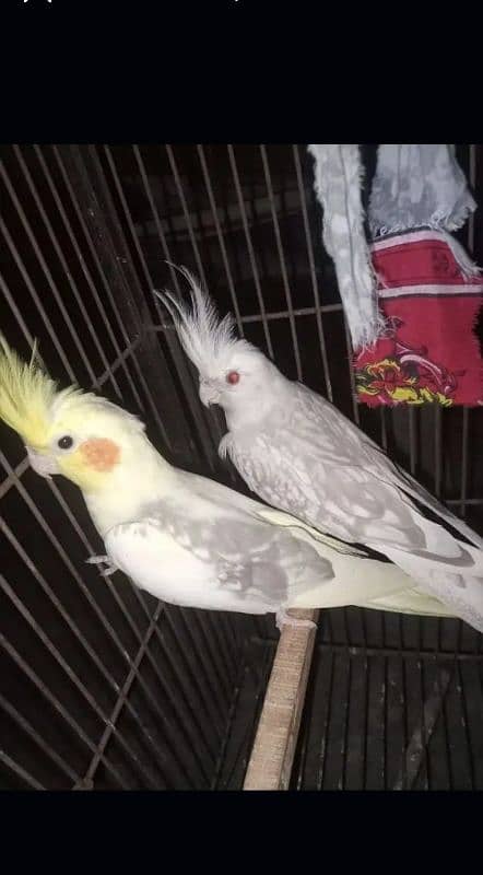 Fallow cocktail breeder pair. Breed ki guarantee 03218410480 mashallah 2