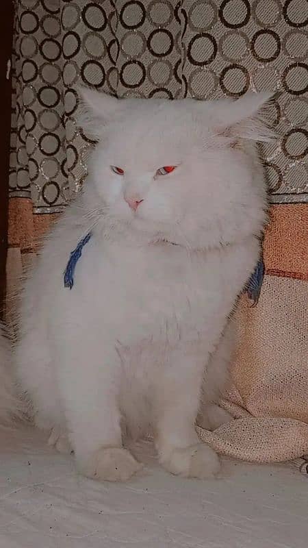 Persian cats for sale 2