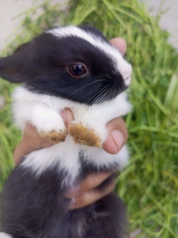 baby rabbits bunny 0