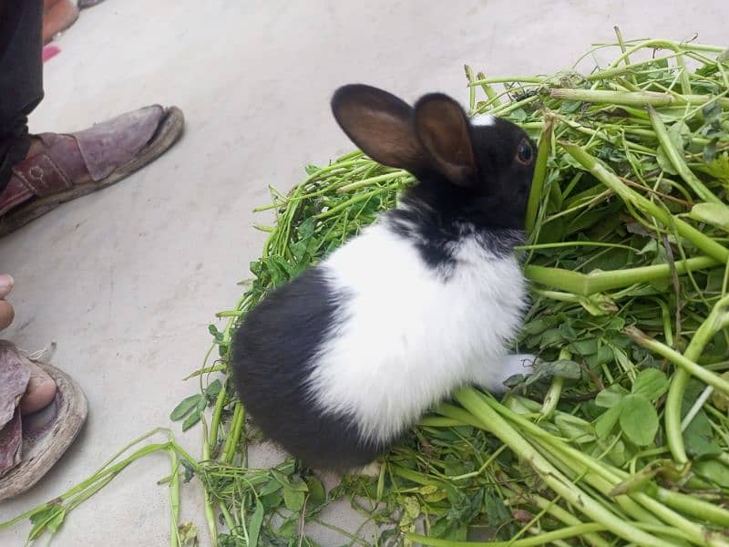 baby rabbits bunny 8