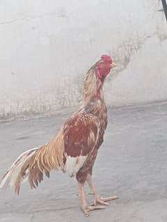 pure aseel murgha / rooster