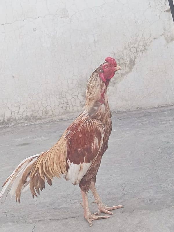 pure aseel murgha / rooster 0