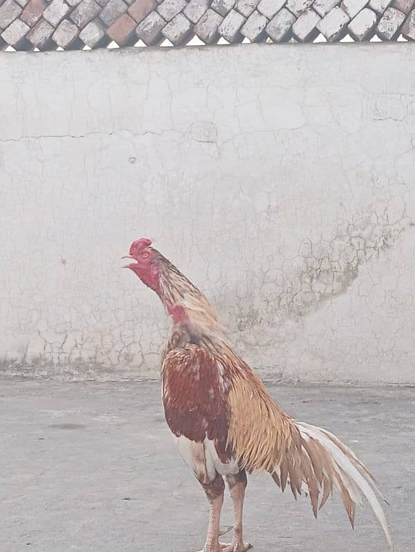 pure aseel murgha / rooster 3