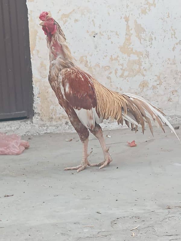 pure aseel murgha / rooster 5