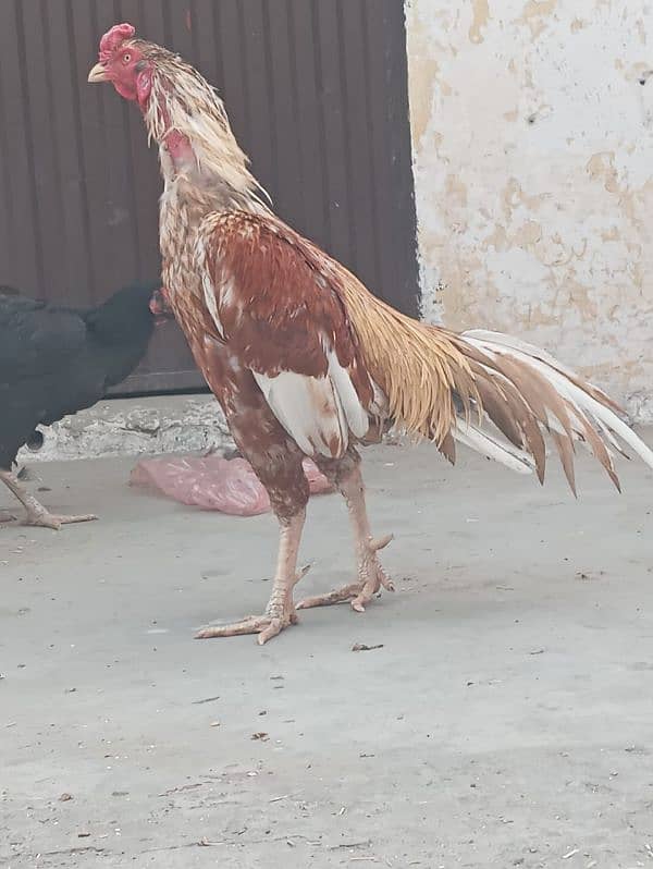 pure aseel murgha / rooster 6