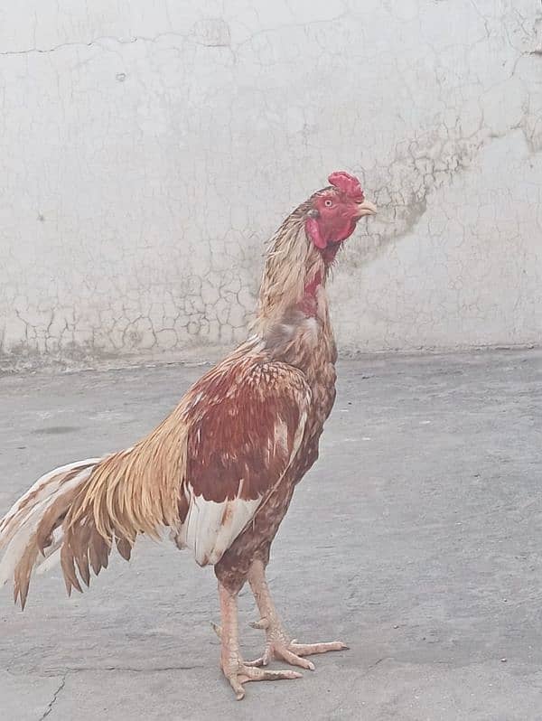 pure aseel murgha / rooster 7