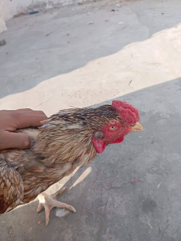 pure aseel murgha / rooster 4