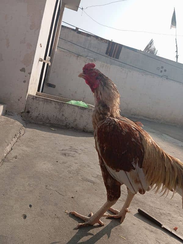 pure aseel murgha / rooster 1