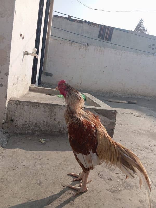 pure aseel murgha / rooster 9