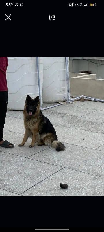 gsd pair for sale 0