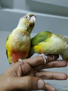 Pineapple Conures