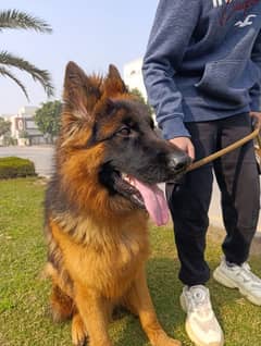 Strong breed German shephard