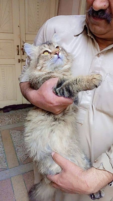 Persian cat male for sale 2