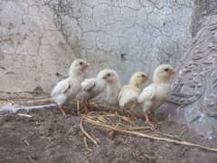 Paper white Aseel Chicks 10 days age