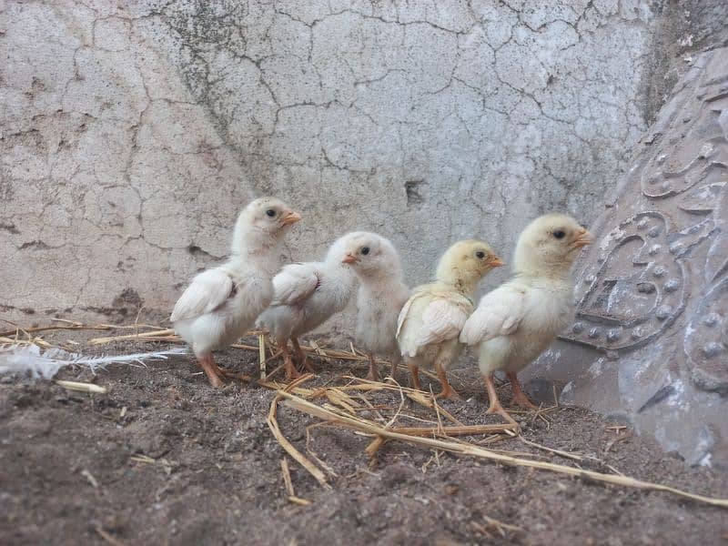 Paper white Aseel Chicks 10 days age 0