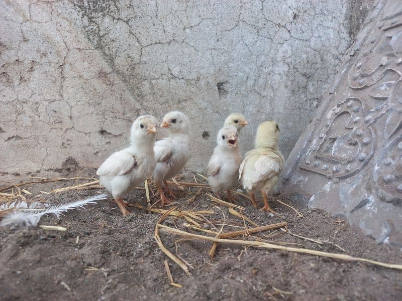 Paper white Aseel Chicks 10 days age 1