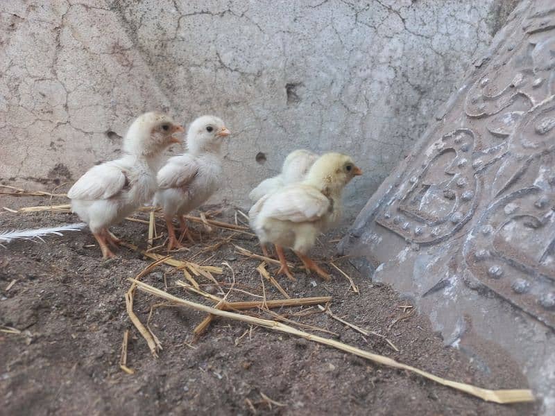 Paper white Aseel Chicks 10 days age 2