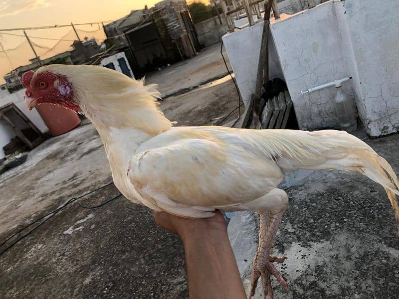 Paper white Aseel Chicks 10 days age 3