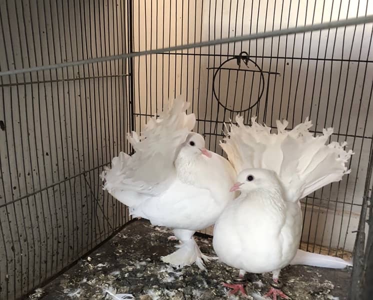 laka pigeon kabutar white 1