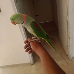 parrot