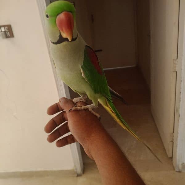 parrot 1