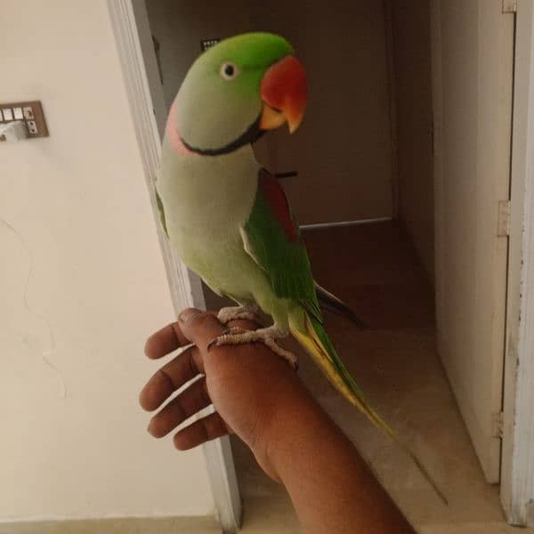 parrot 2