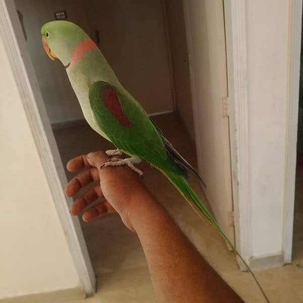 parrot 3