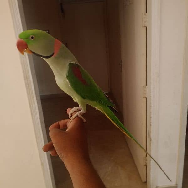 parrot 4