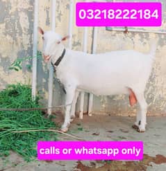 pure teddy white eyes bakri