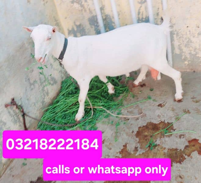 pure teddy white eyes bakri 1