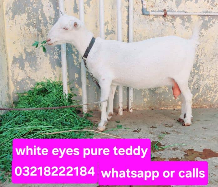 pure teddy white eyes bakri 2