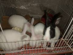 Rabbit babies