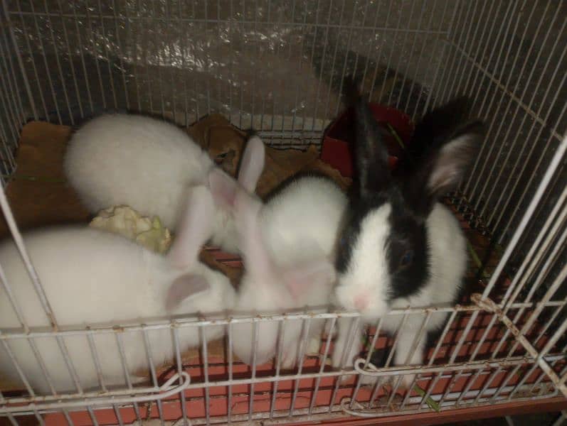 Rabbit babies 0