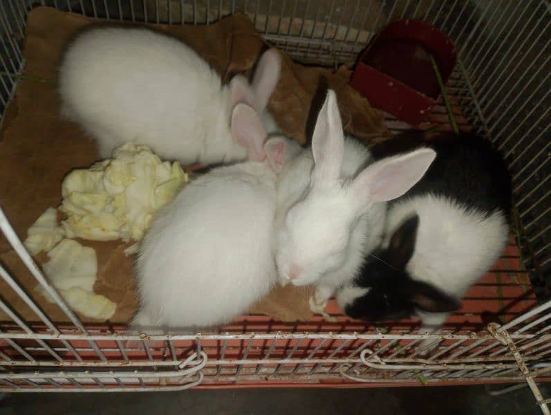 Rabbit babies 1