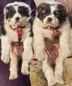 alabai dog's pair male female age 2 month havey bone for sale