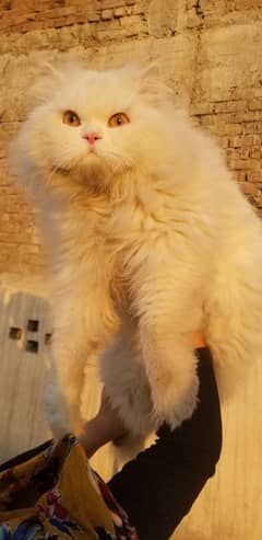 PERSIAN CAT FOR SALE!!!!